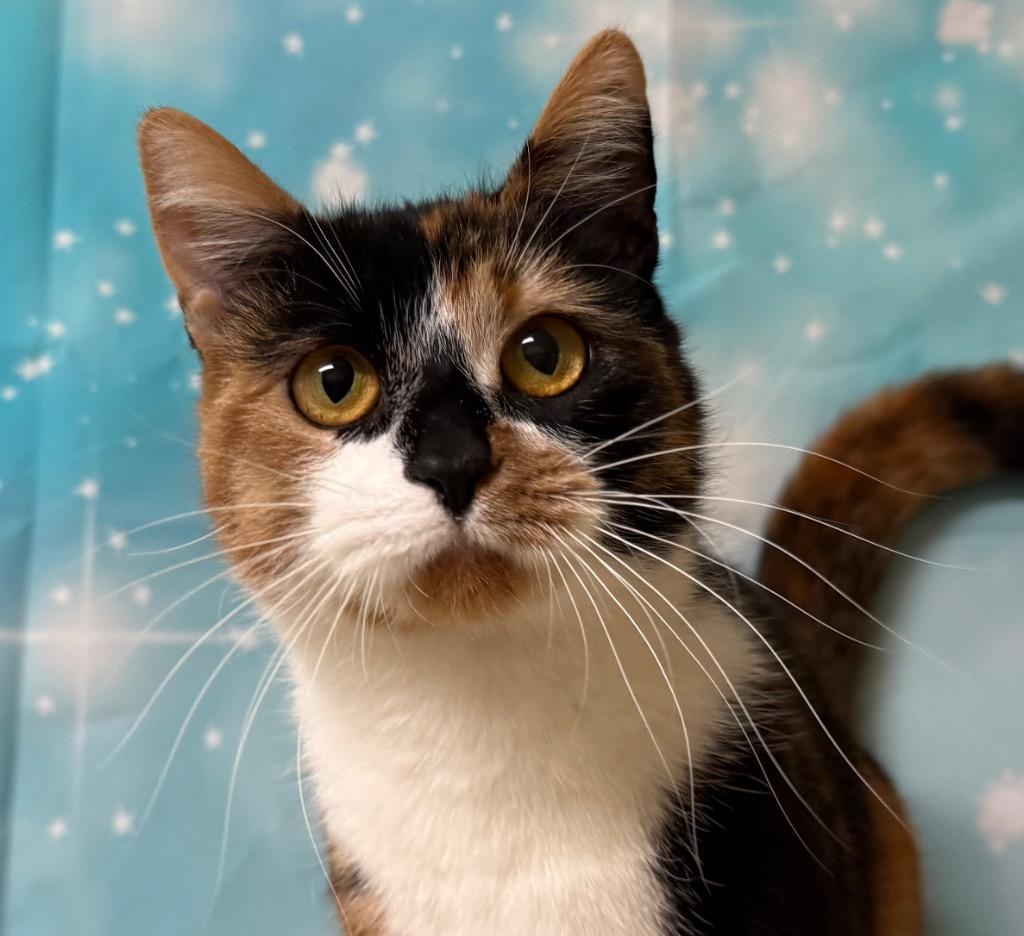 Willow, ADOPTABLE, Adult Female Domestic Short Hair.