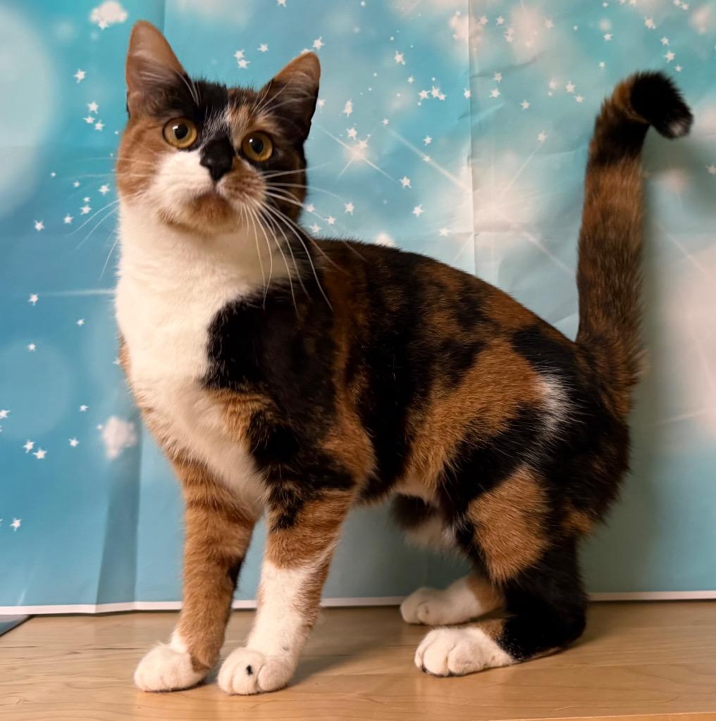 Enlarge Willow, a ADOPTABLE Domestic Short Hair in Amery, WI image 2/4