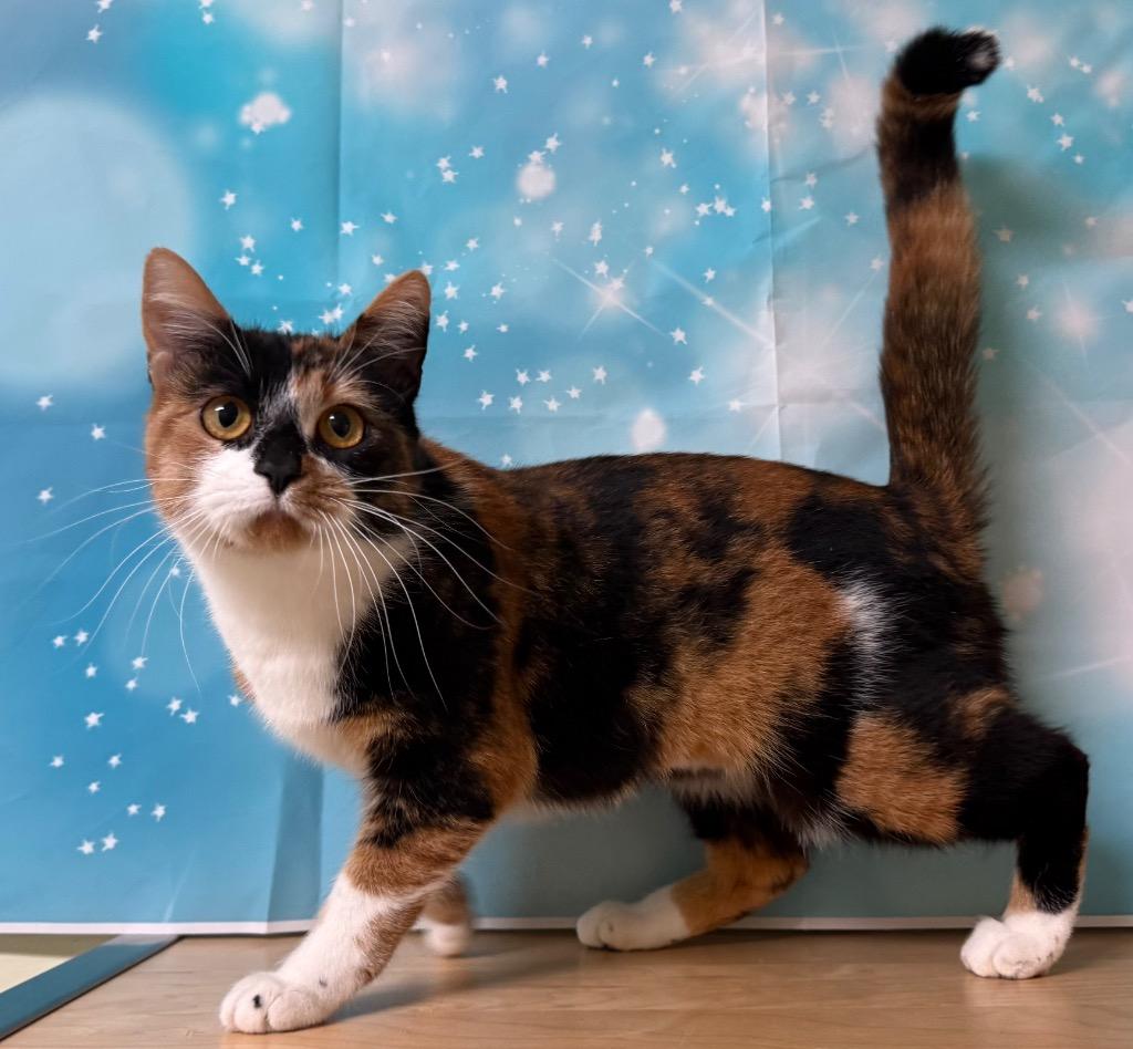 Enlarge Willow, a ADOPTABLE Domestic Short Hair in Amery, WI image 3/4