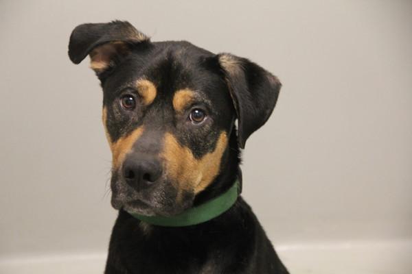 Enlarge Alphonse, a Adoptable mixed breed in Winnipeg, MB image 1/1