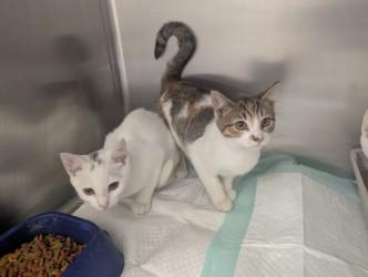 Nadine17791D, ADOPTABLE, Adult Female Tortoiseshell.