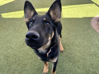 Enlarge Captain, a Adoptable mixed breed in Phoenix, AZ image 1/3