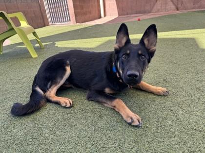 Enlarge Captain, a Adoptable mixed breed in Phoenix, AZ image 2/3