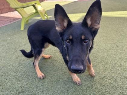 Enlarge Captain, a Adoptable mixed breed in Phoenix, AZ image 3/3
