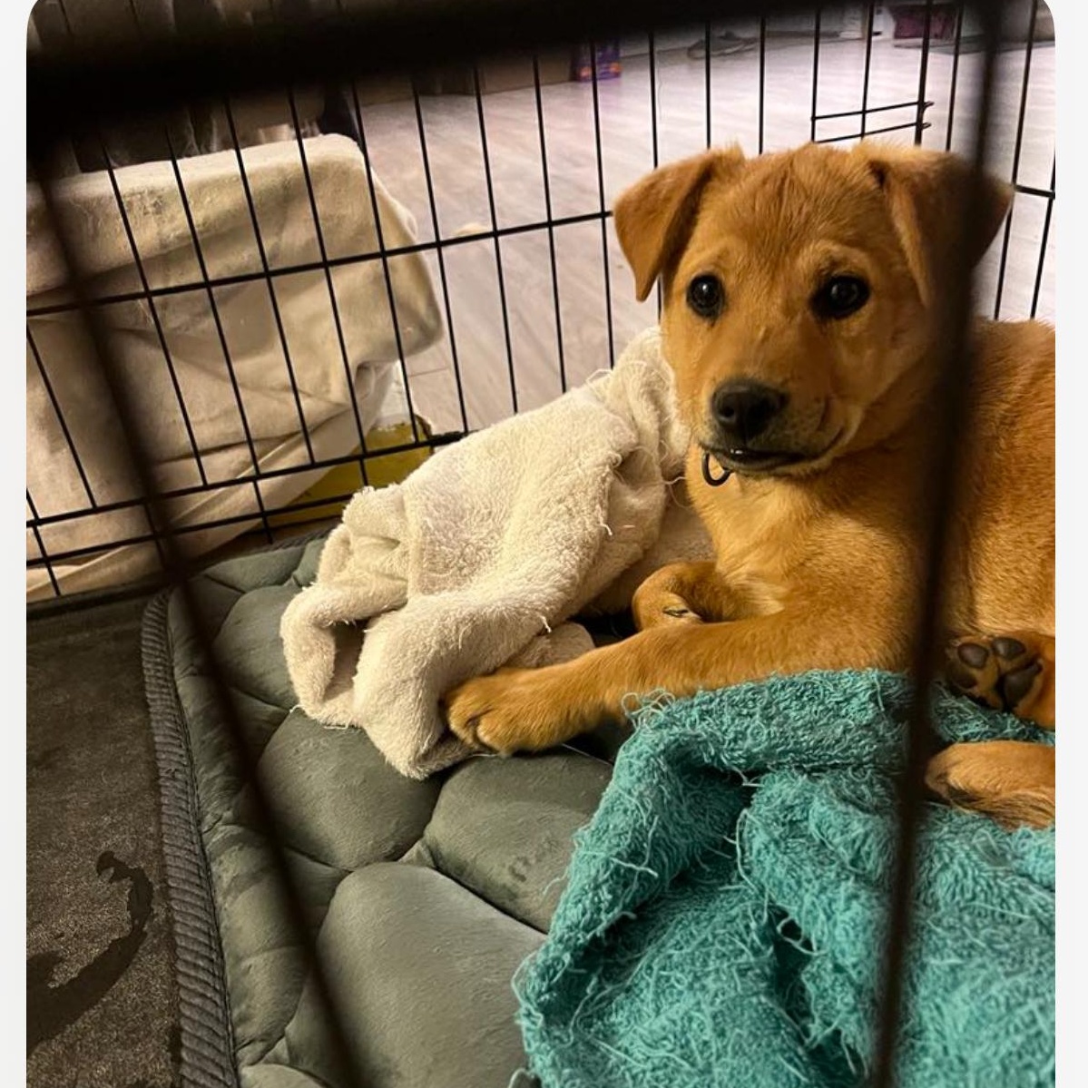 Enlarge Muffin, a Adopted mixed breed in Tarzana, CA image 1/2