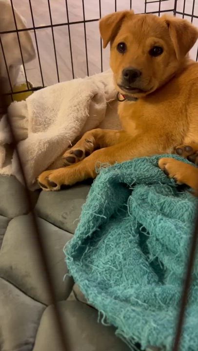 Enlarge Muffin, a Adopted mixed breed in Tarzana, CA video 2/2