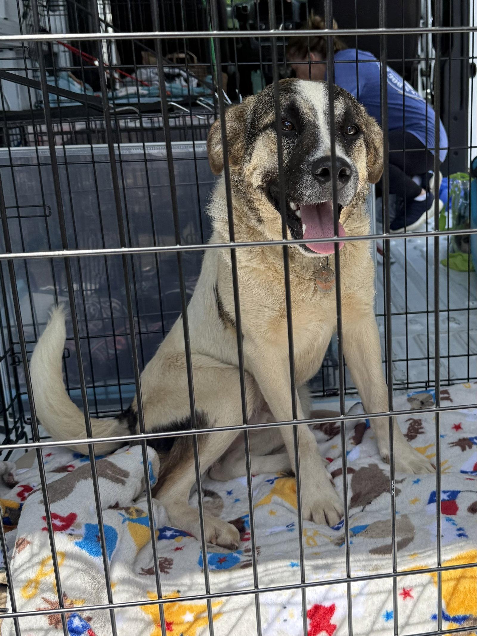 Ernie, Adoptable, Adult Male Great Pyrenees.