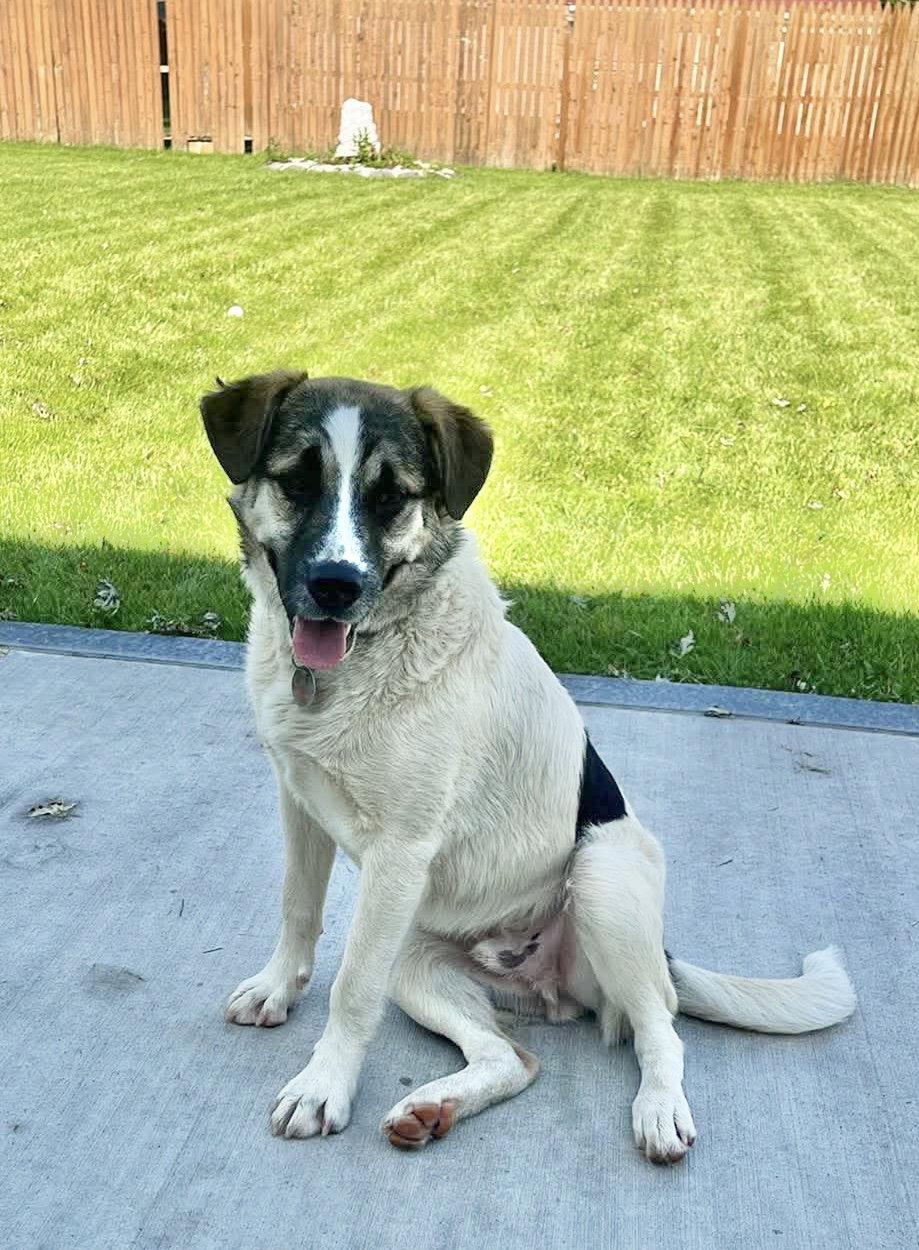 Enlarge Ernie, a Adoptable Great Pyrenees in Springville, NY image 2/2