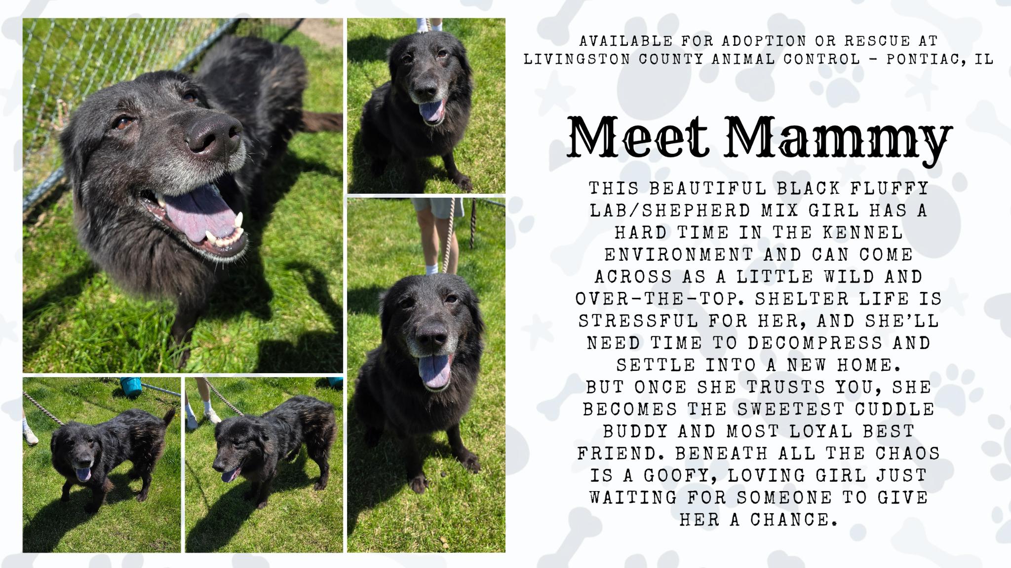 Mammy, ADOPTABLE, Adult Female Labrador Retriever & Shepherd.