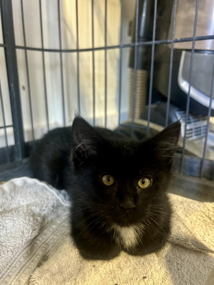 Enlarge Ryn, a Adoptable mixed breed in Sedalia, CO image 2/6