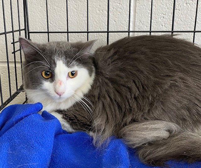 Enlarge Bear, a Adoptable Domestic Long Hair in Crescent, OK image 1/4