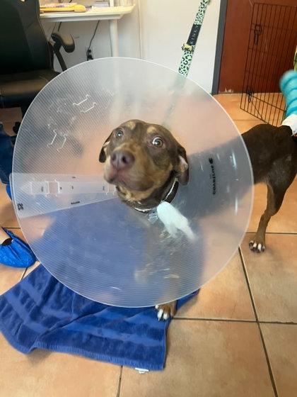 Pickles, Adoptable, Young Male Mixed Breed & Mixed Breed.