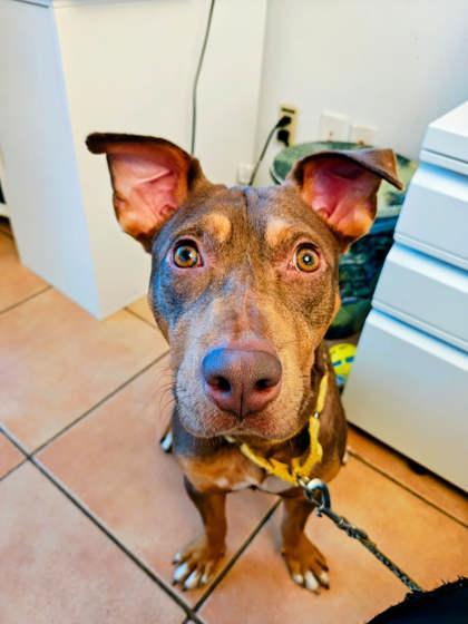 Enlarge Pickles, a Adoptable mixed breed in North Miami Beach, FL image 2/3