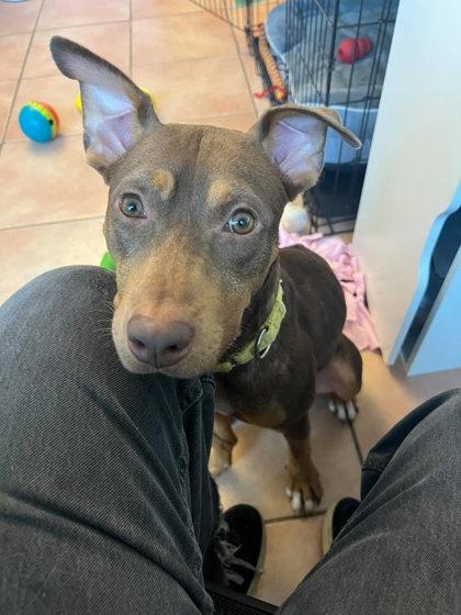 Enlarge Pickles, a Adoptable mixed breed in North Miami Beach, FL image 3/3