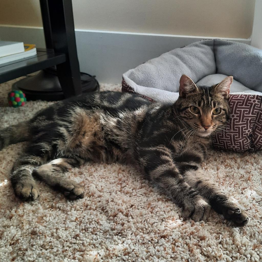 AB Larry, Adoptable, Adult Male Domestic Short Hair.