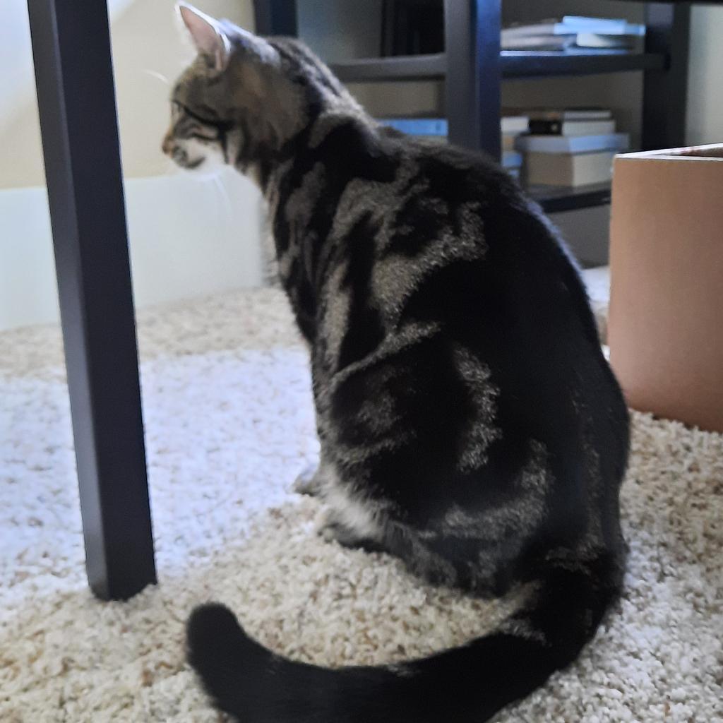 Enlarge AB Larry, a Adoptable Domestic Short Hair in Freeport, FL image 2/3