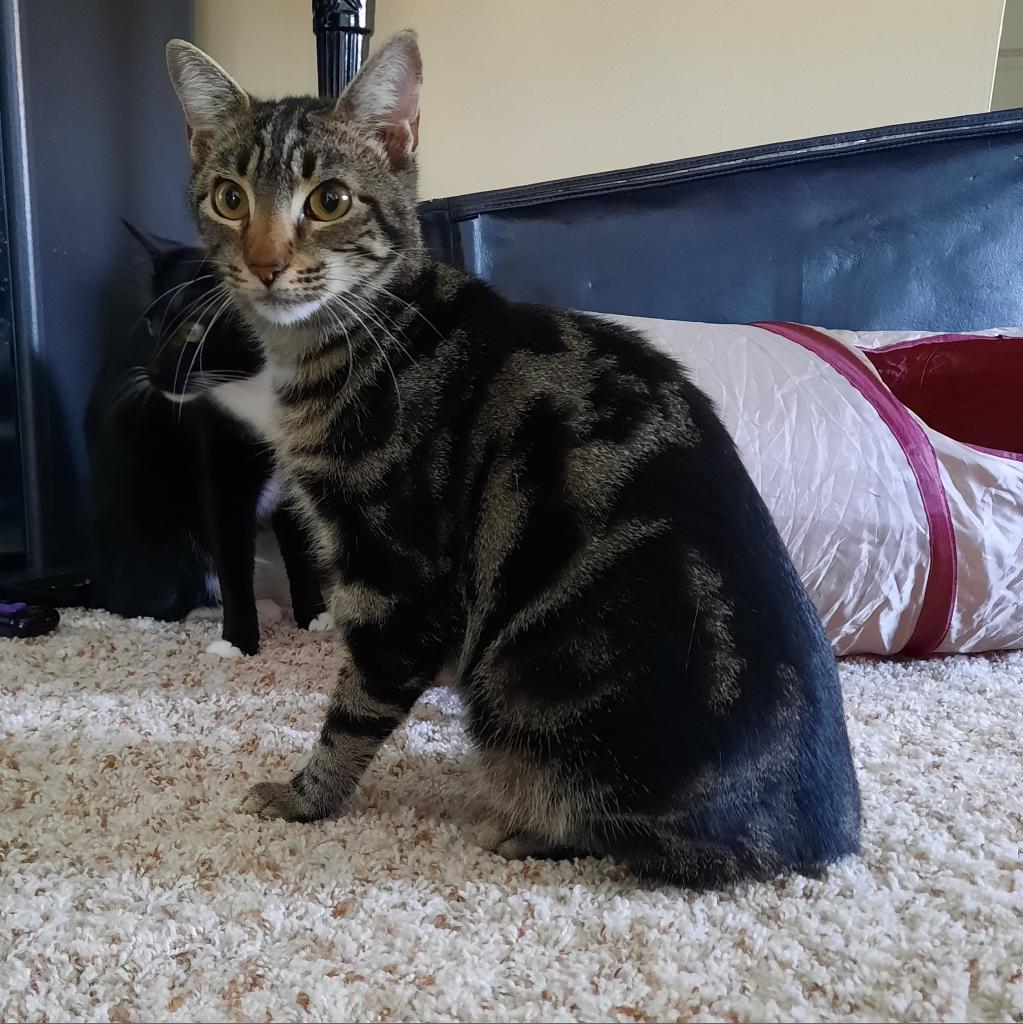 Enlarge AB Larry, a Adoptable Domestic Short Hair in Freeport, FL image 3/3