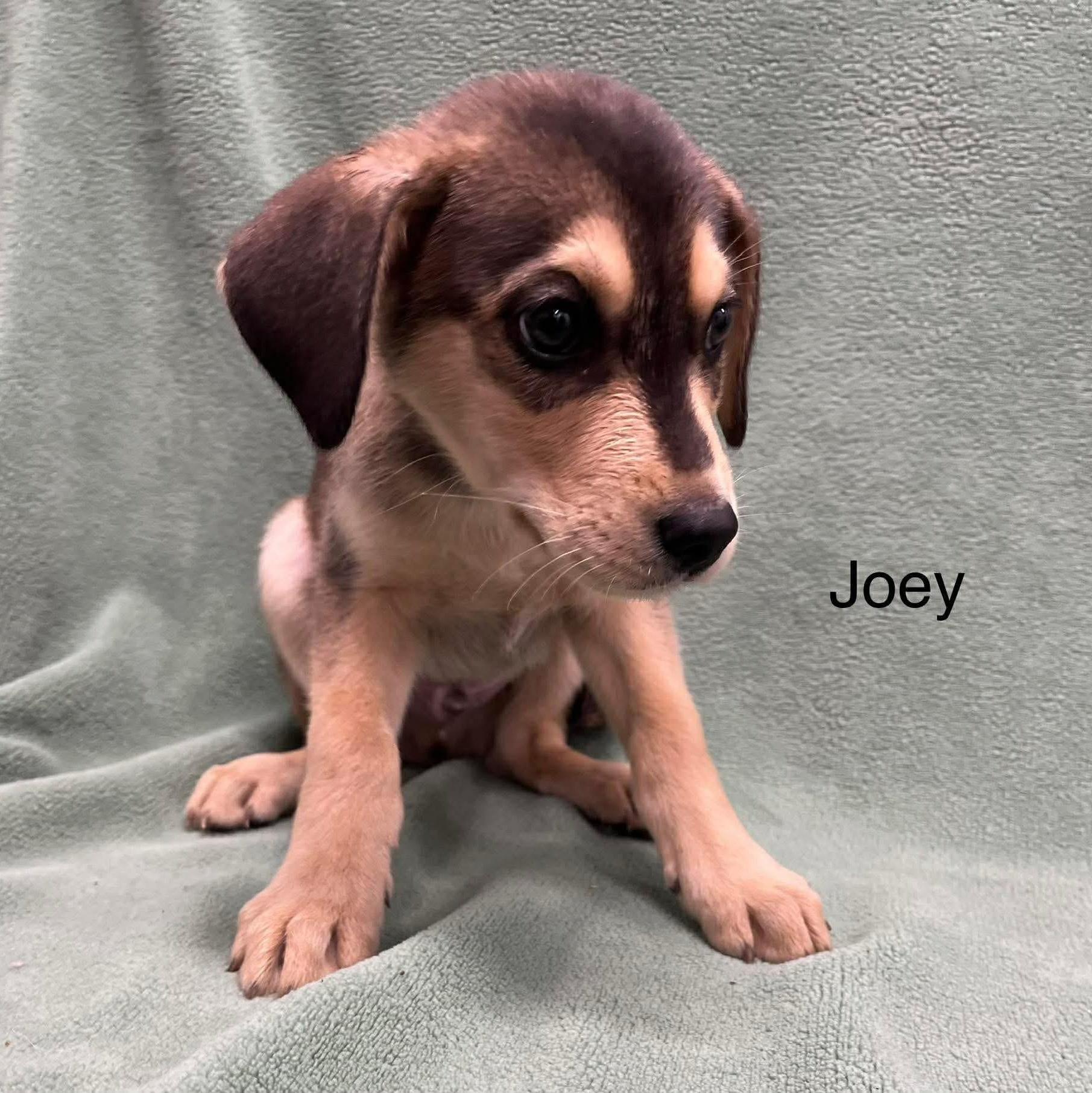 Enlarge Joey, a ADOPTABLE Mixed Breed in Yaphank, NY image 1/1