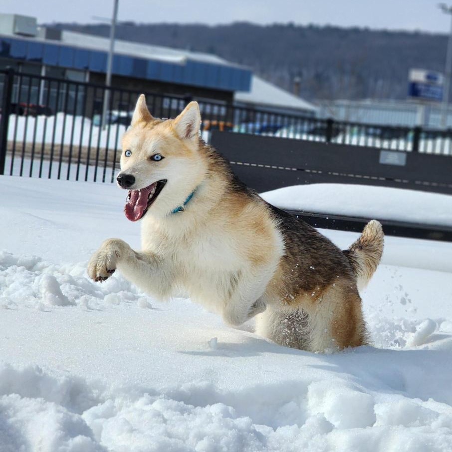 Tula , ADOPTABLE, Young Female German Shepherd Dog & Alaskan Malamute.