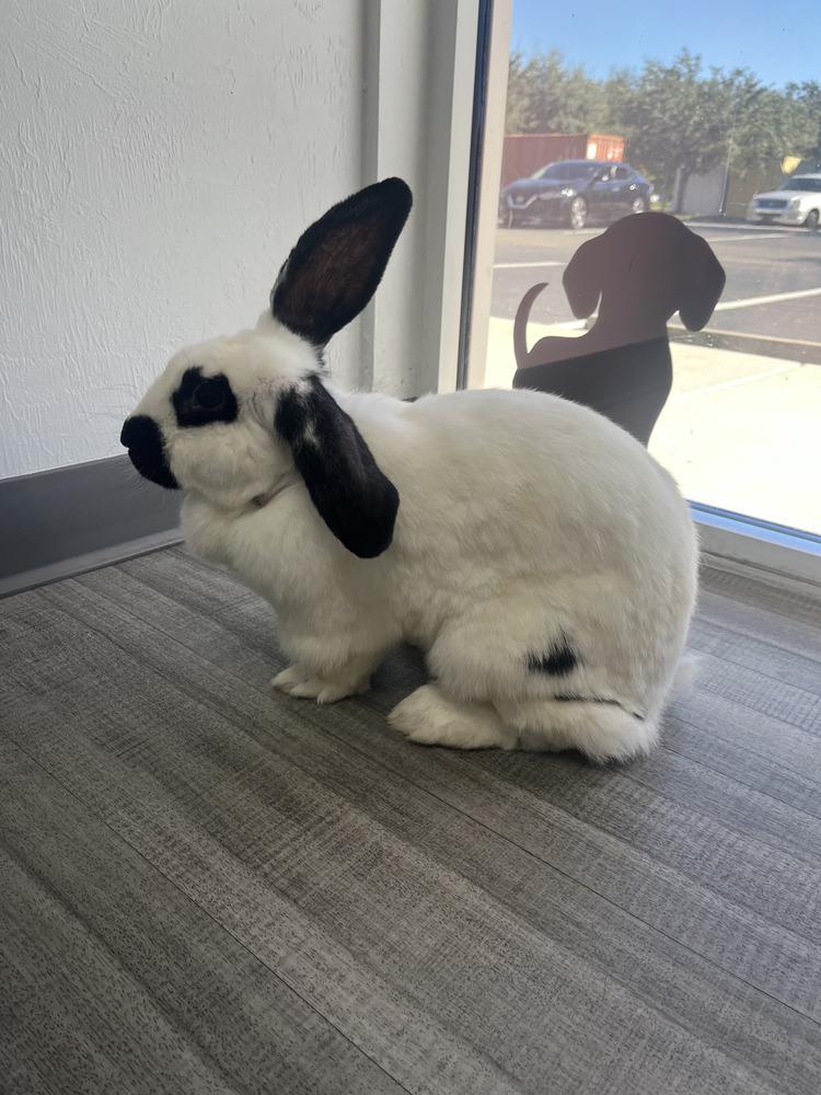 Enlarge Lulu, a Adoptable Checkered Giant in Naples, FL image 1/4