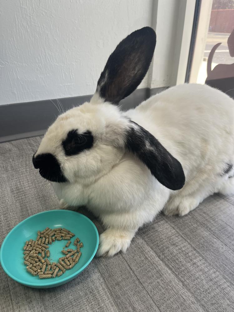 Enlarge Lulu, a Adoptable Checkered Giant in Naples, FL image 2/4