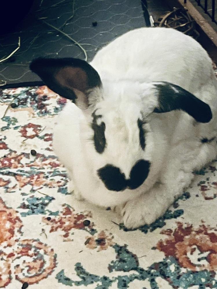 Enlarge Lulu, a Adoptable Checkered Giant in Naples, FL image 3/4