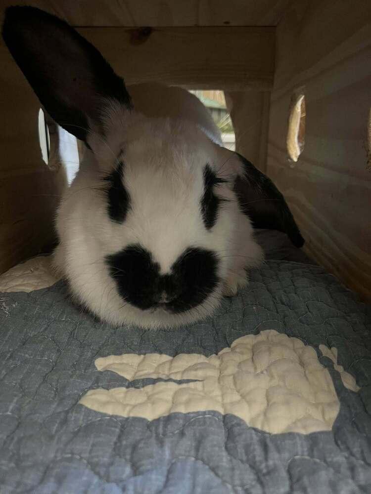 Enlarge Lulu, a Adoptable Checkered Giant in Naples, FL image 4/4