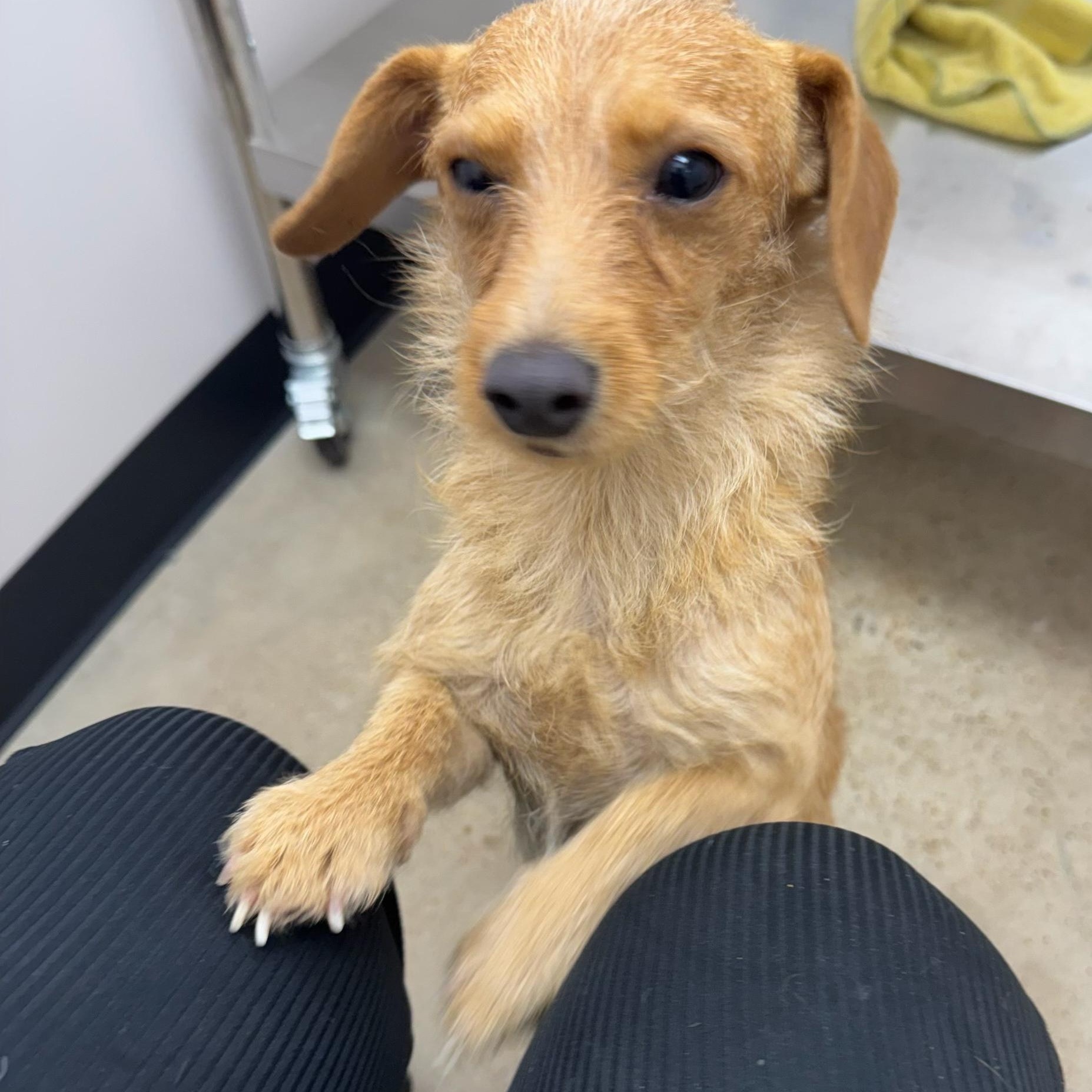 Bowie, an adoptable Dachshund in Calumet, MI, 49913 | Photo Image 4