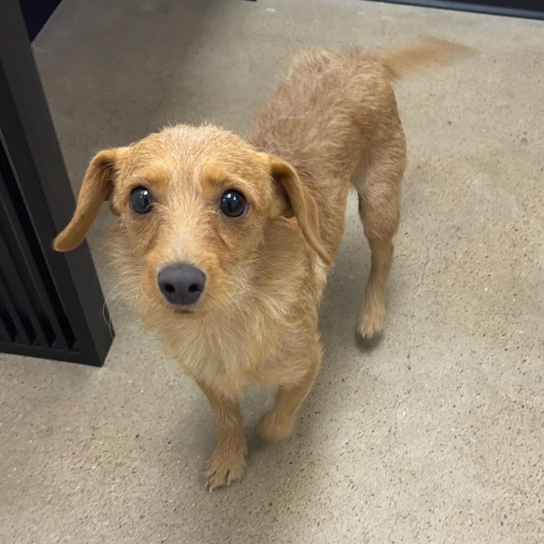 Bowie, an adoptable Dachshund in Calumet, MI, 49913 | Photo Image 5