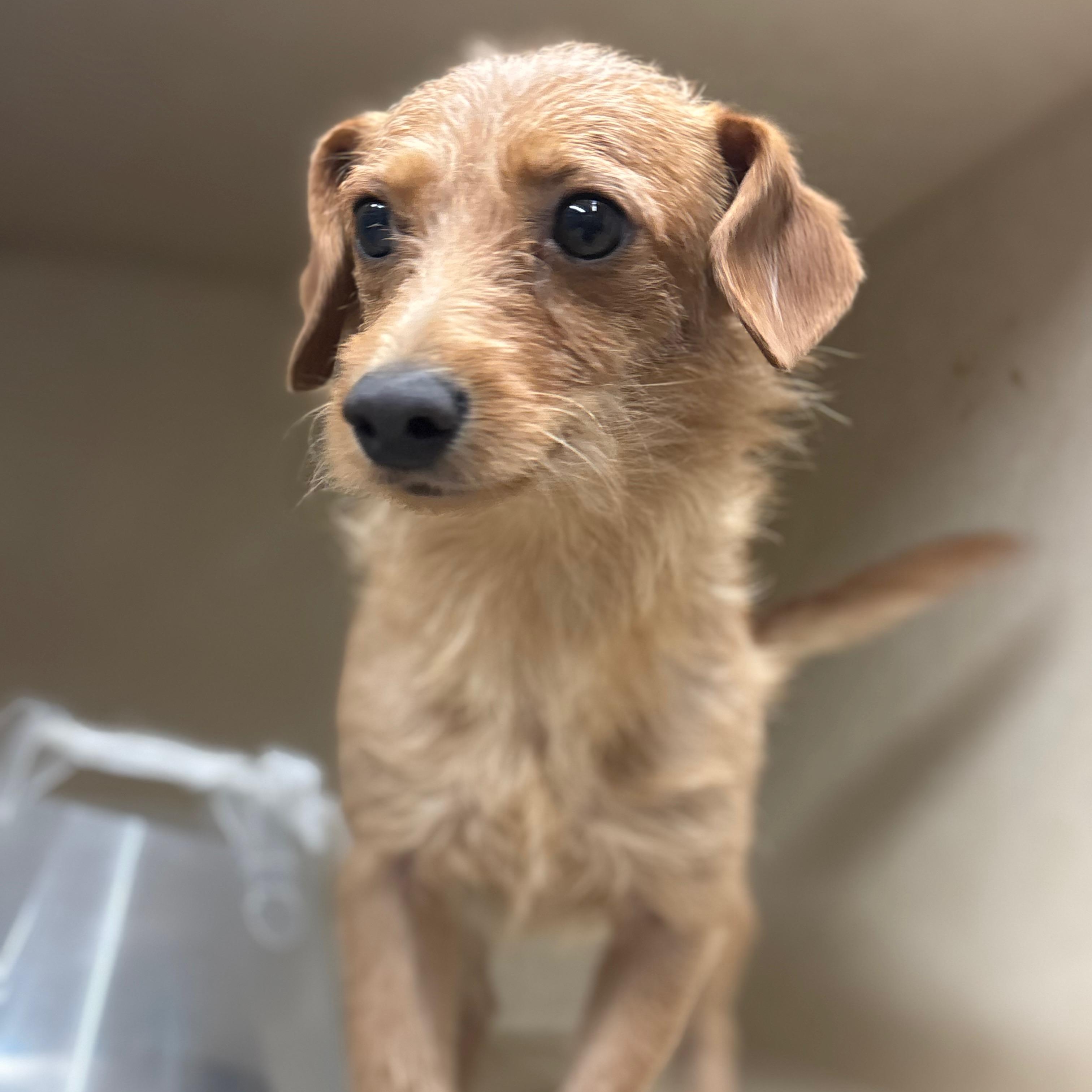 Bowie, an adoptable Dachshund in Calumet, MI, 49913 | Photo Image 1