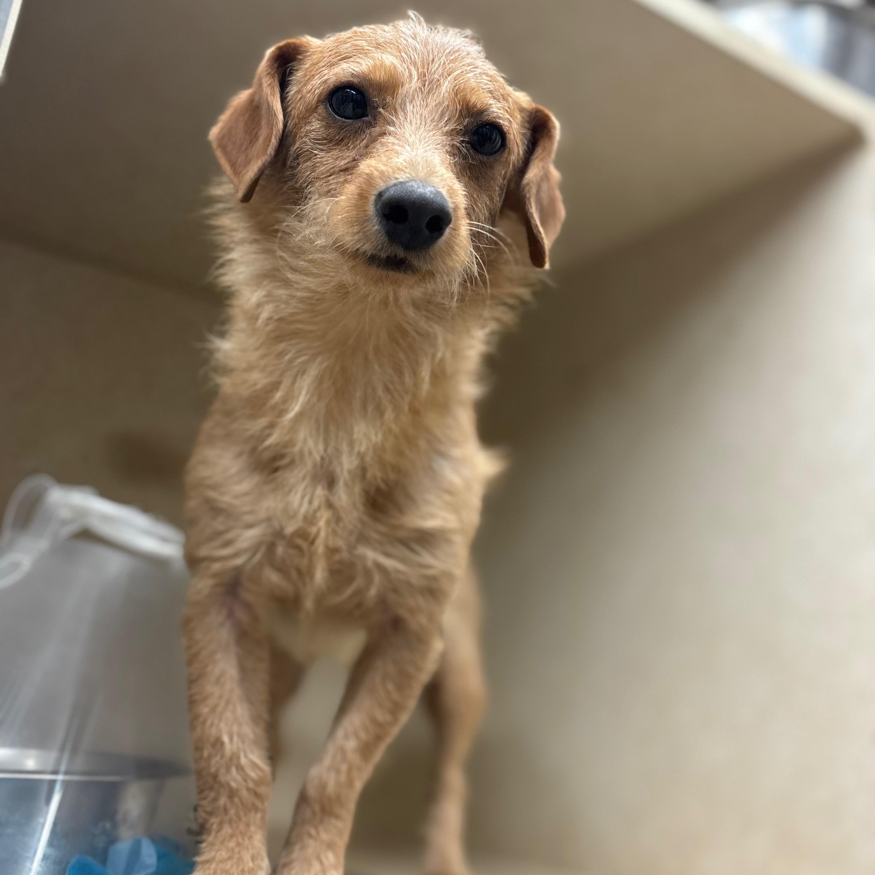 Bowie, an adoptable Dachshund in Calumet, MI, 49913 | Photo Image 3