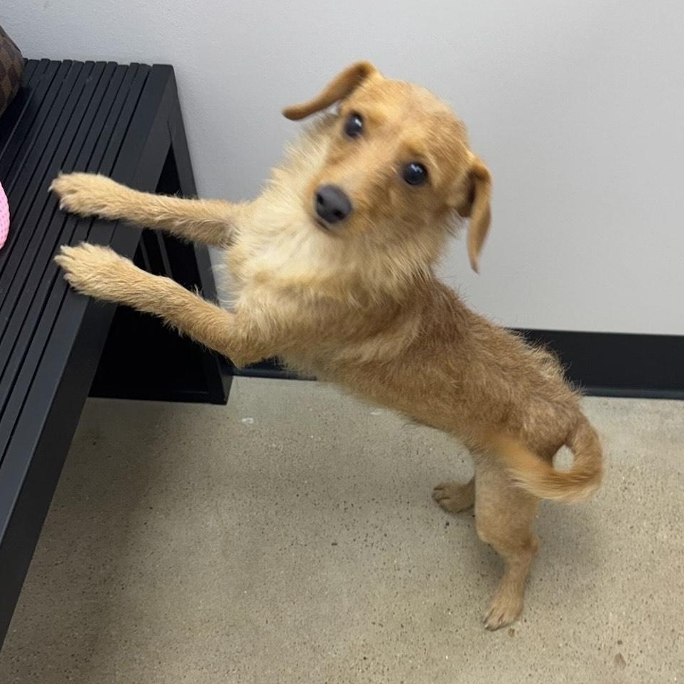 Bowie, an adoptable Dachshund in Calumet, MI, 49913 | Photo Image 2