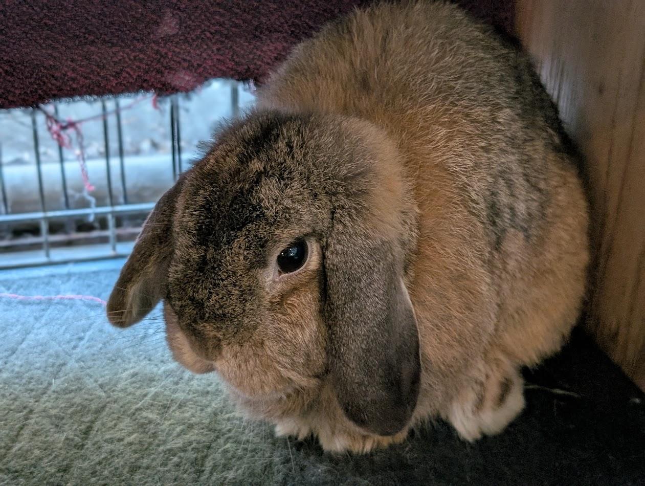 Pudding, an adopted Holland Lop in Carnation, WA image 1/4