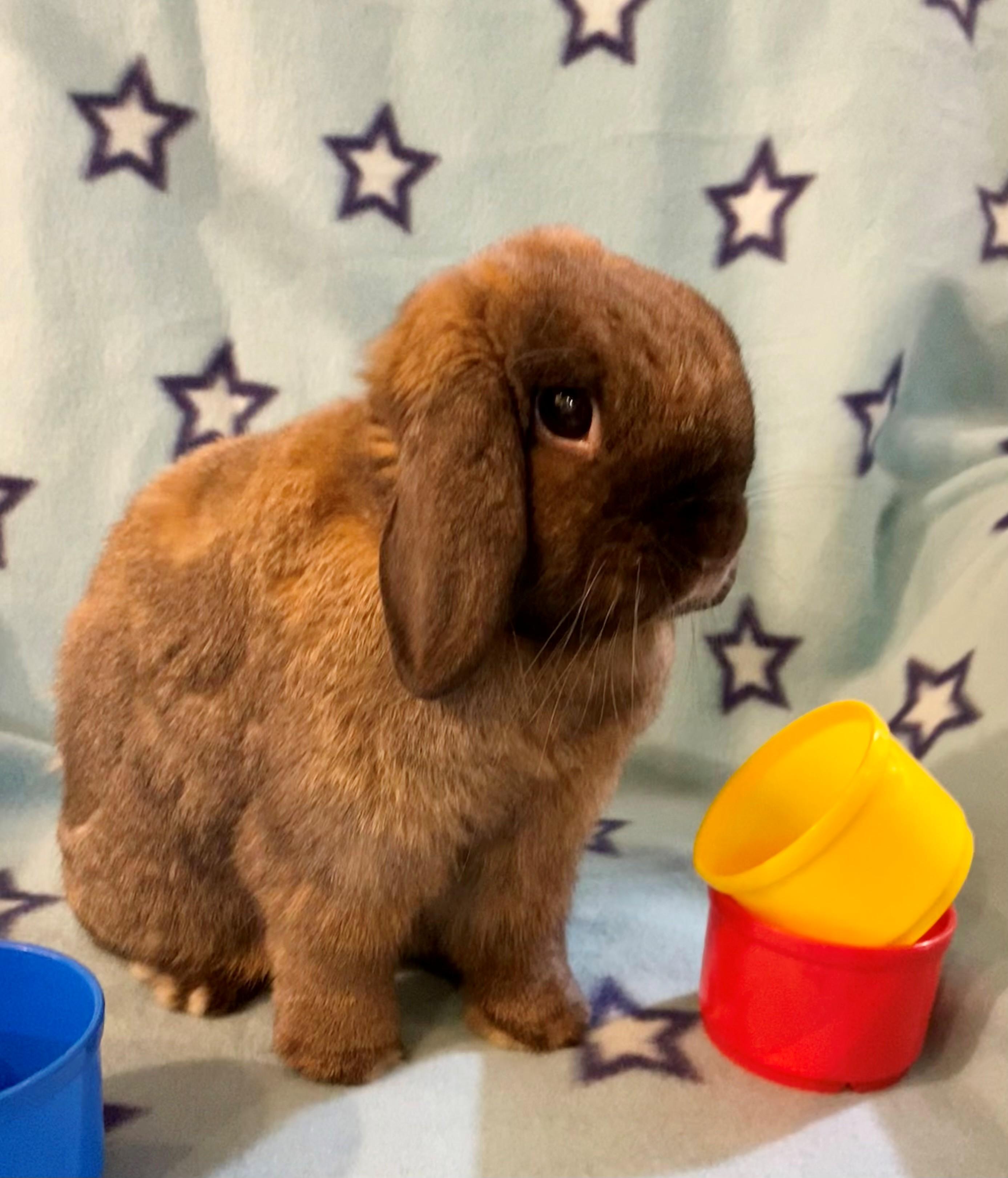 Pudding, an adopted Holland Lop in Carnation, WA image 4/4