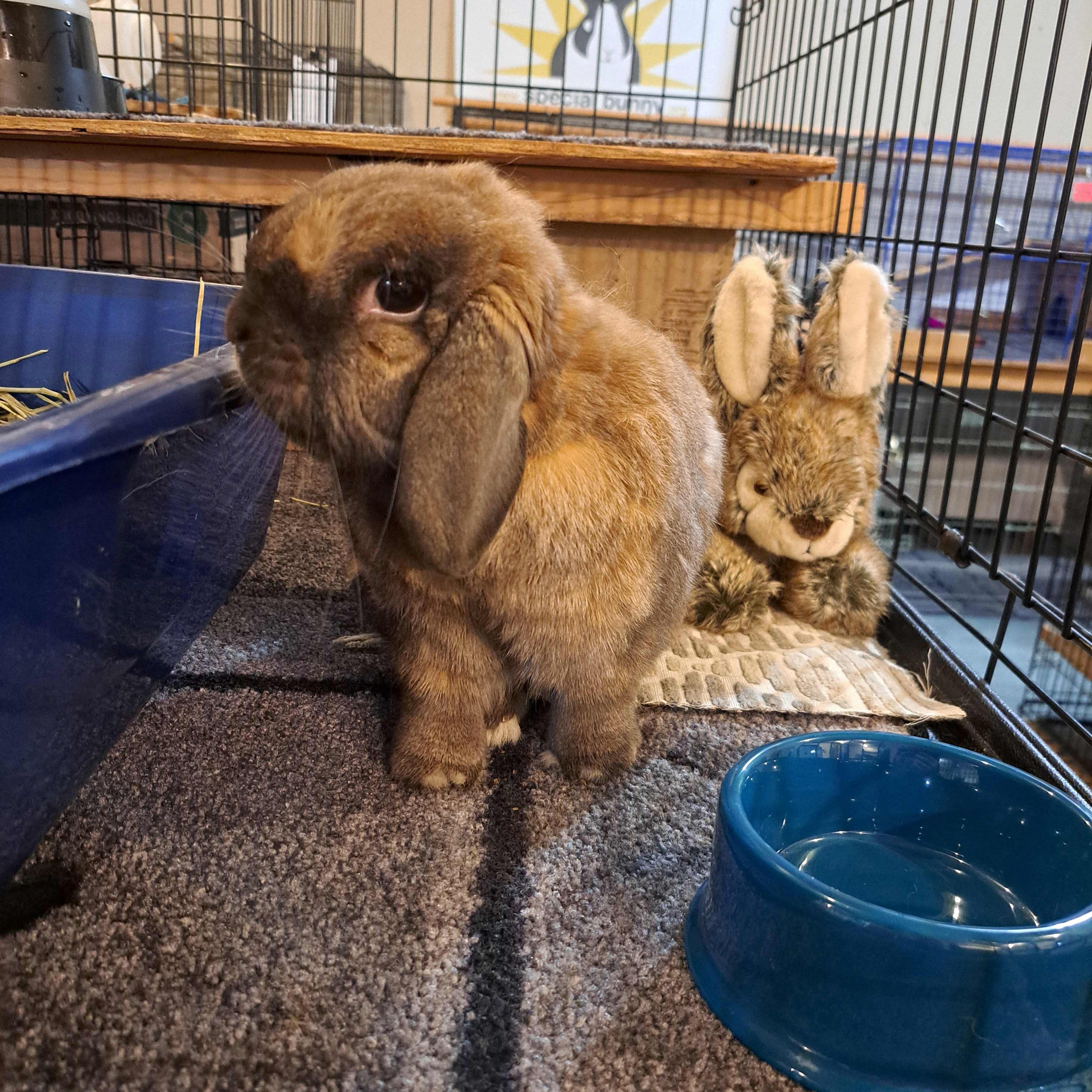 Pudding, an adopted Holland Lop in Carnation, WA image 2/4