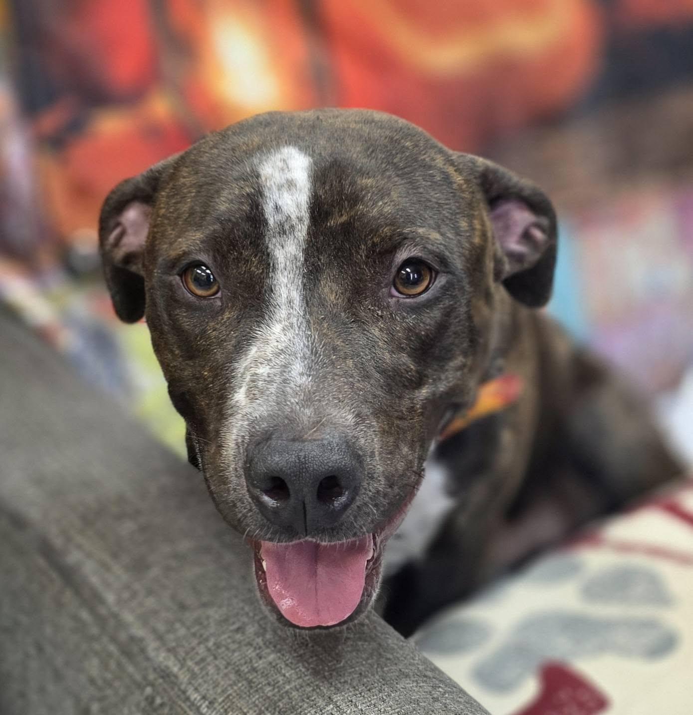 Enlarge Big Dawg, a Adoptable Pit Bull Terrier in Bishopville, SC image 1/3