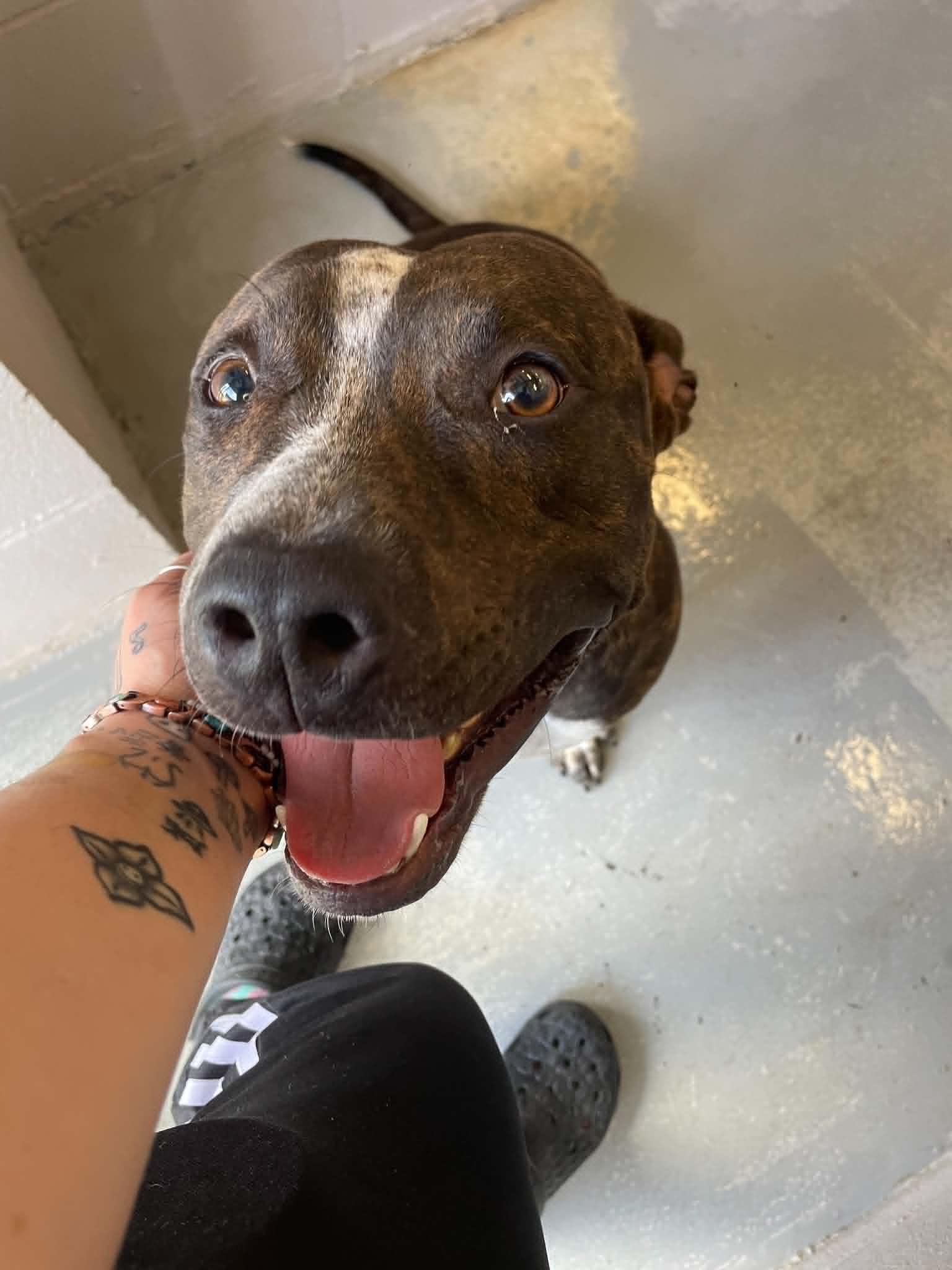 Big Dawg, ADOPTABLE, Young Male Pit Bull Terrier.