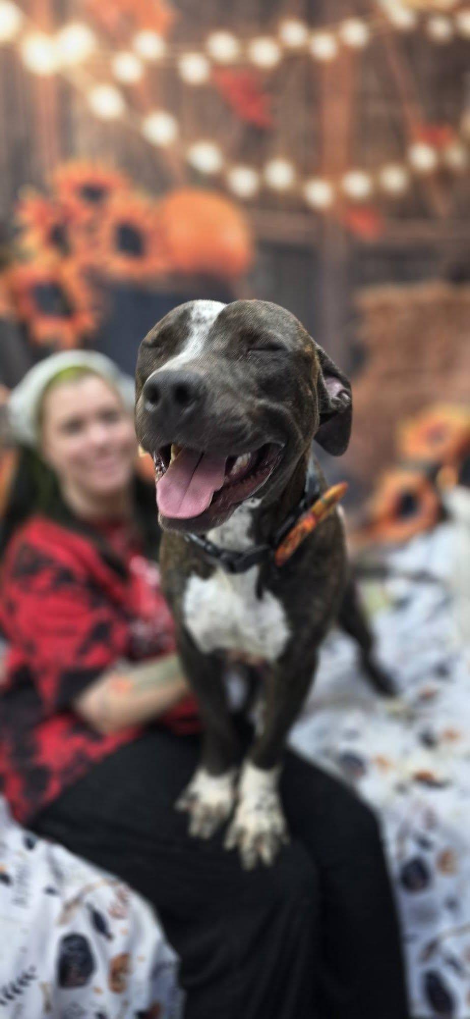 Enlarge Big Dawg, a Adoptable Pit Bull Terrier in Bishopville, SC image 2/3