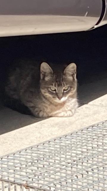 Enlarge A542530, a Adoptable Domestic Short Hair in Santa Barbara, CA image 1/1