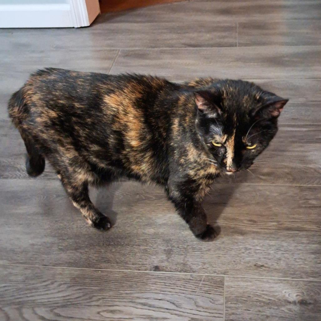 Holly, Adoptable, Senior Female Domestic Short Hair.