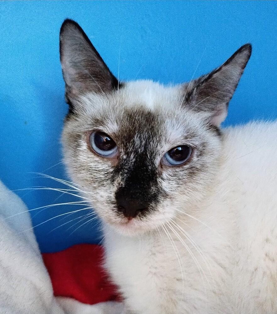 Twila, a Adoptable Domestic Short Hair in Hudson, NH image 2/6