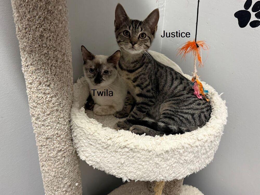 Twila, a Adoptable Domestic Short Hair in Hudson, NH image 3/6