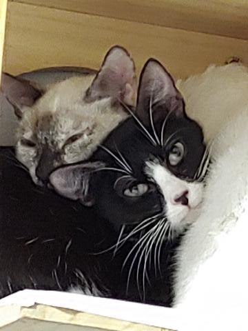 Twila, a Adoptable Domestic Short Hair in Hudson, NH image 4/6