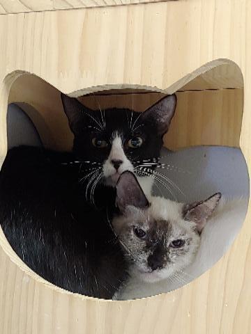 Twila, a Adoptable Domestic Short Hair in Hudson, NH image 5/6