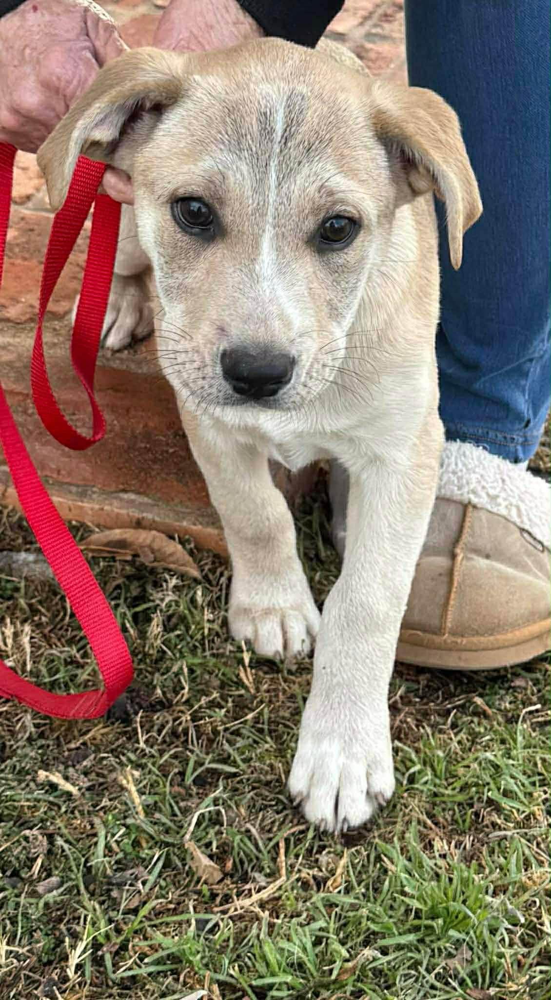 Allie, ADOPTABLE, Puppy Female Labrador Retriever & Catahoula Leopard Dog.