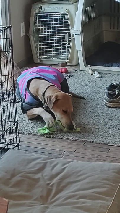 Enlarge Autumn, a Adopted mixed breed in Vacaville, CA video 1/4