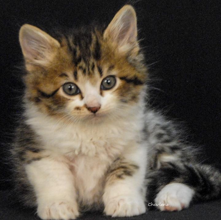 Enlarge Texas Hold 'Em, a Adoptable Tabby in Newland, NC image 1/1