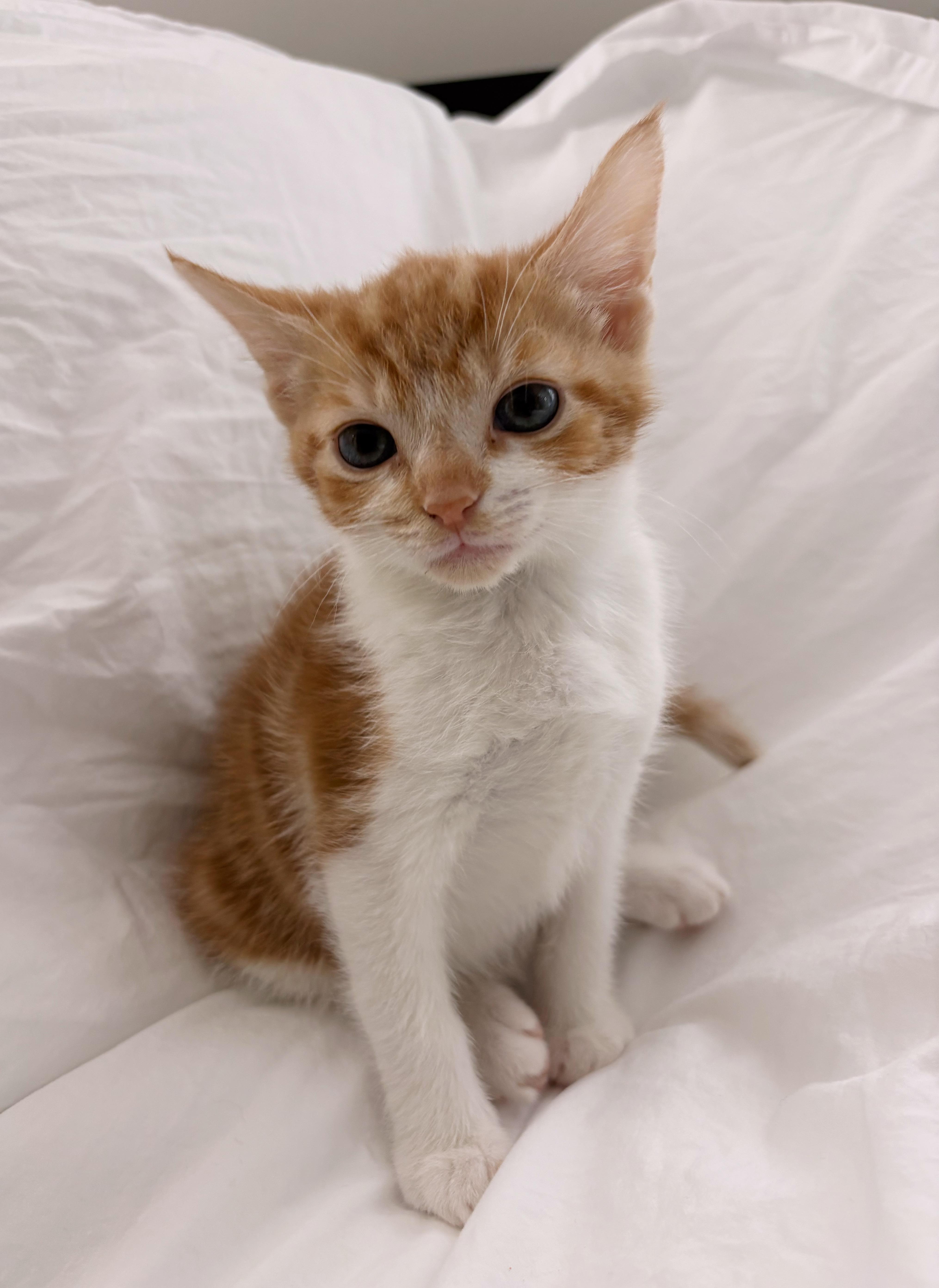 Scone, ADOPTABLE, Young Male Domestic Short Hair.