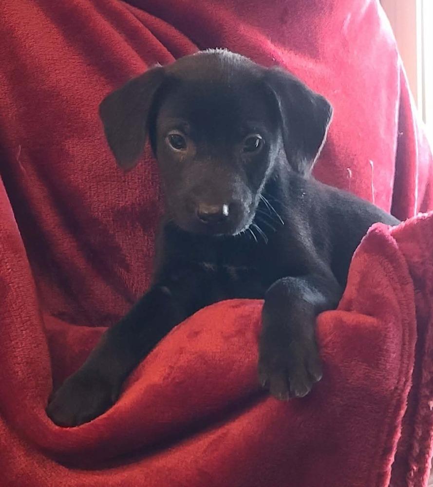Enlarge Enchilada, a Adoptable mixed breed in Rockland, WI image 1/1