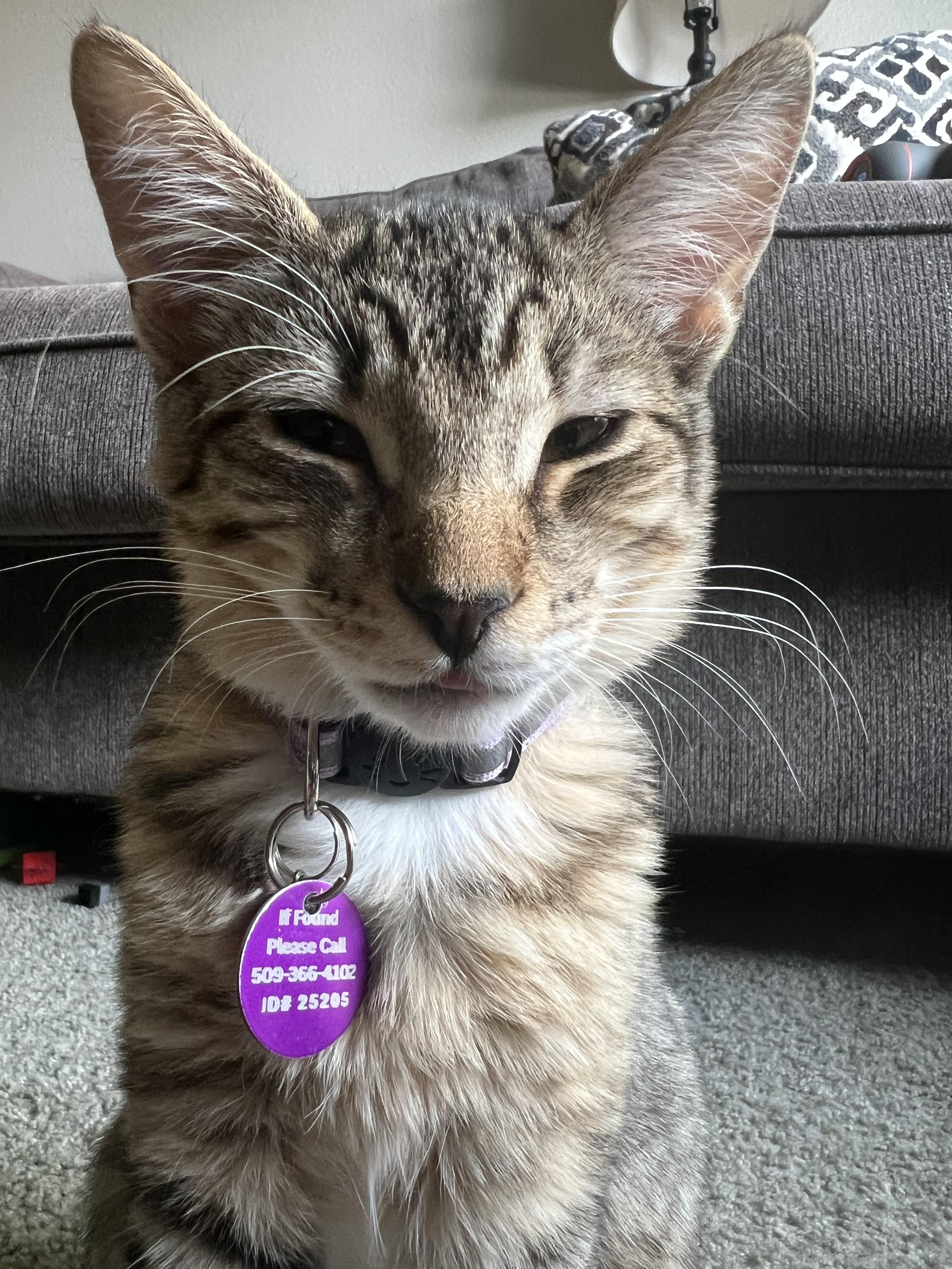 Florence, an adoptable Tabby, Domestic Short Hair in Pasco, WA, 99301 | Photo Image 5